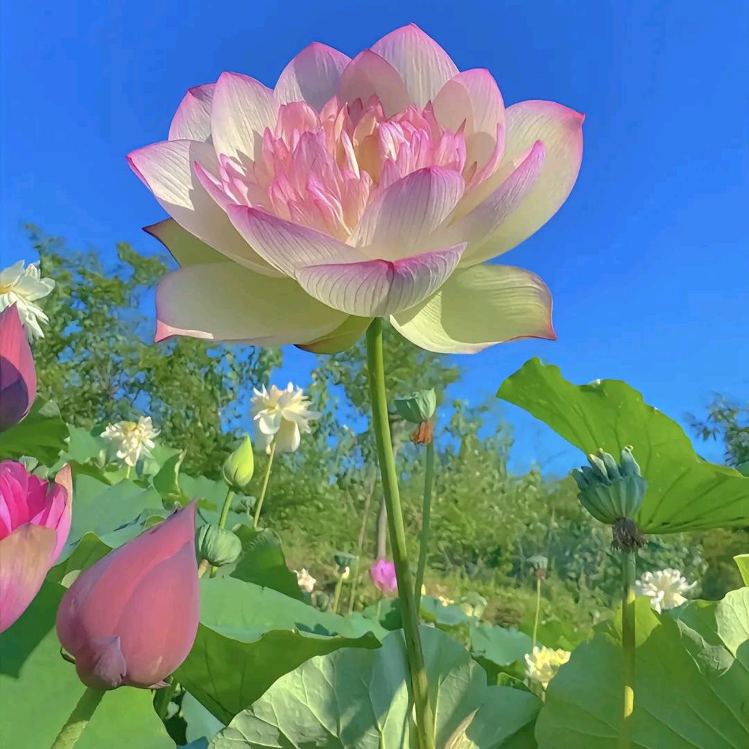 朵朵花开（找相公）