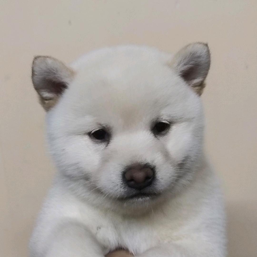 米多多宠物主理人