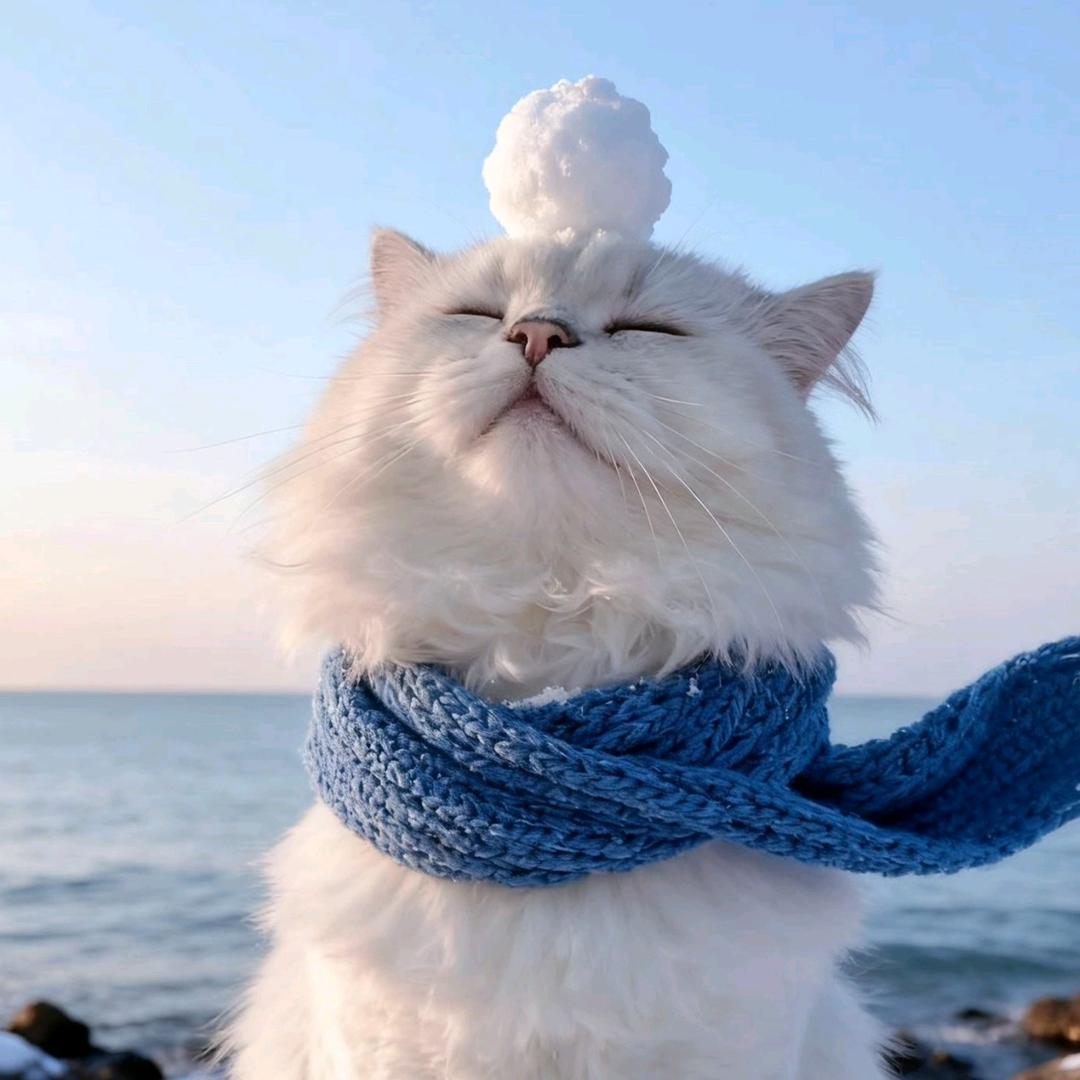 是点星不是点心🥰