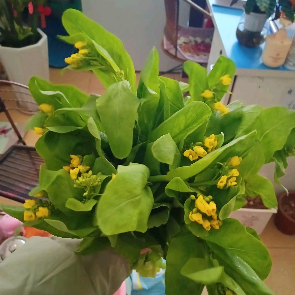 Чжу Хайсяо
