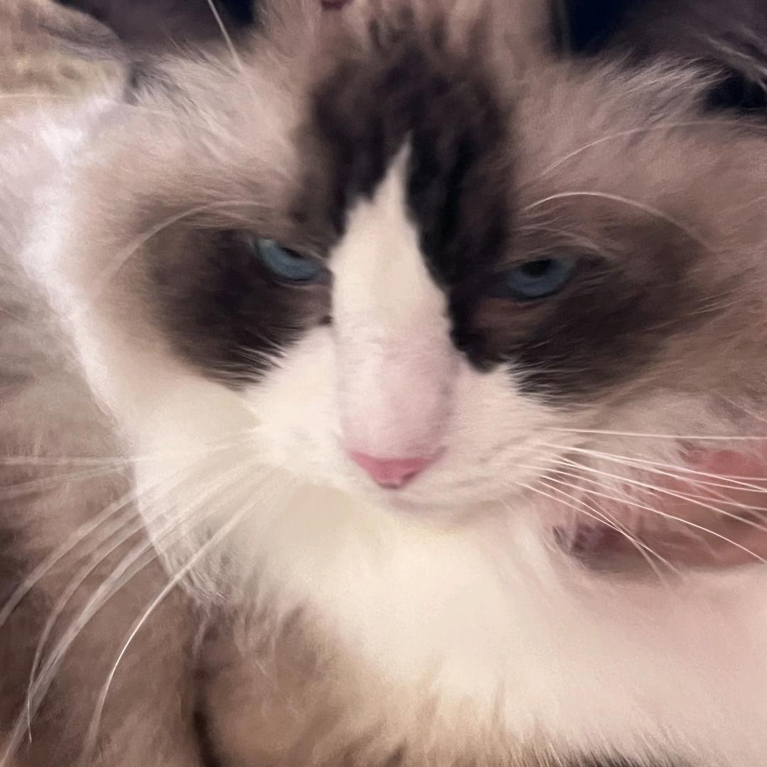 爱恰菠萝堡(重庆狂欢有票版)