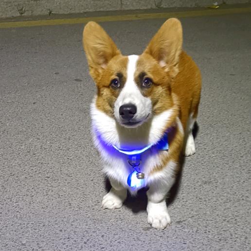 🌈好运配香菜🌈