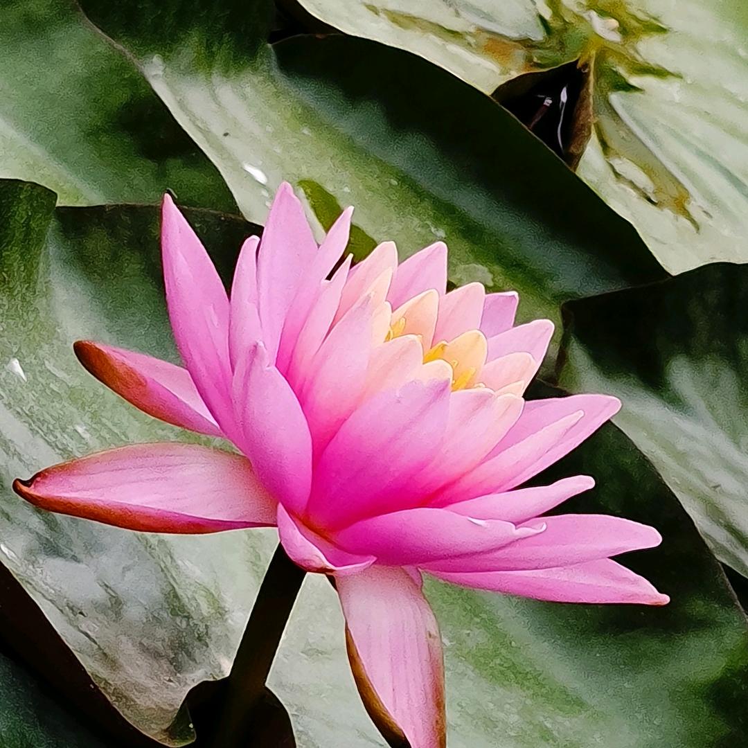 肖丽