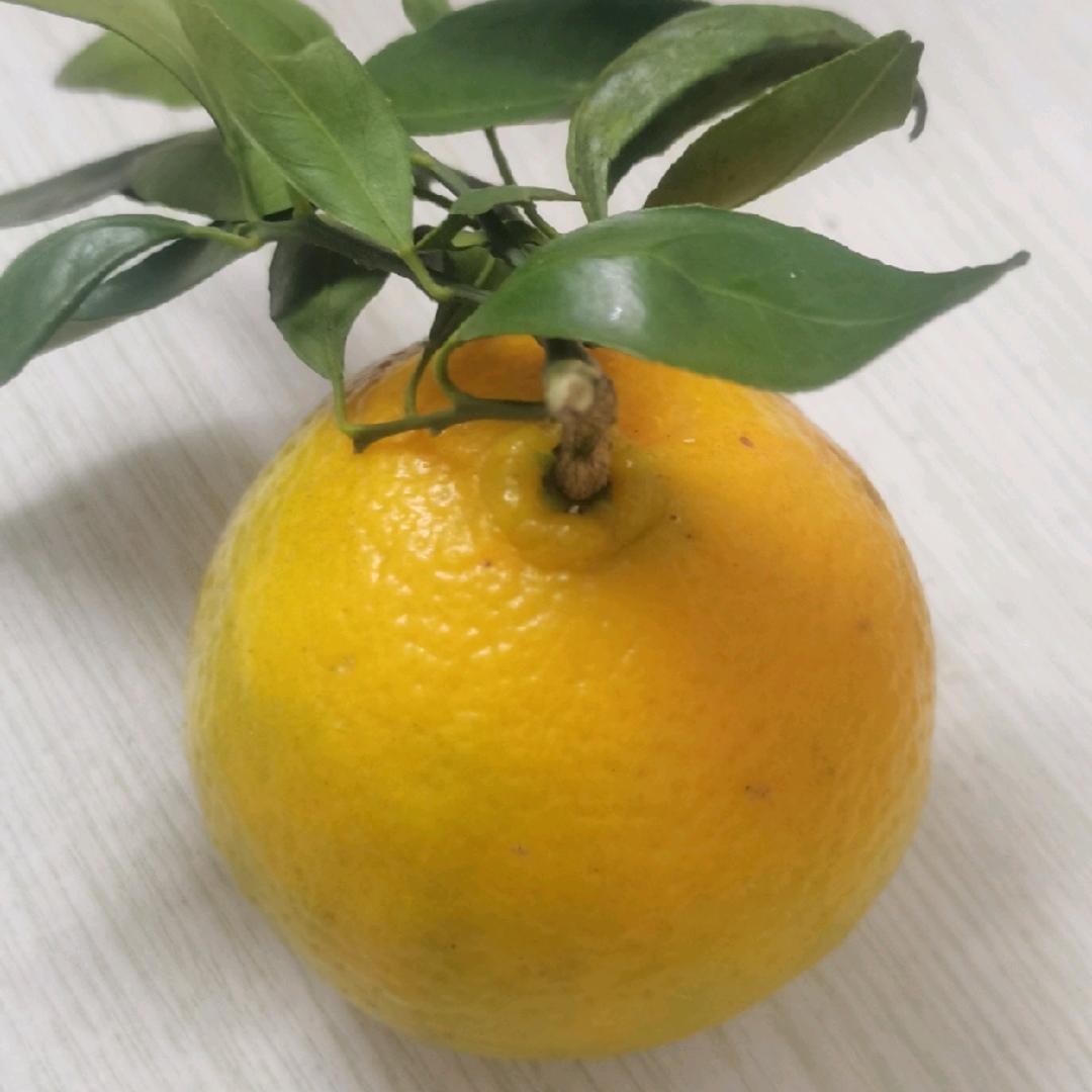 豆