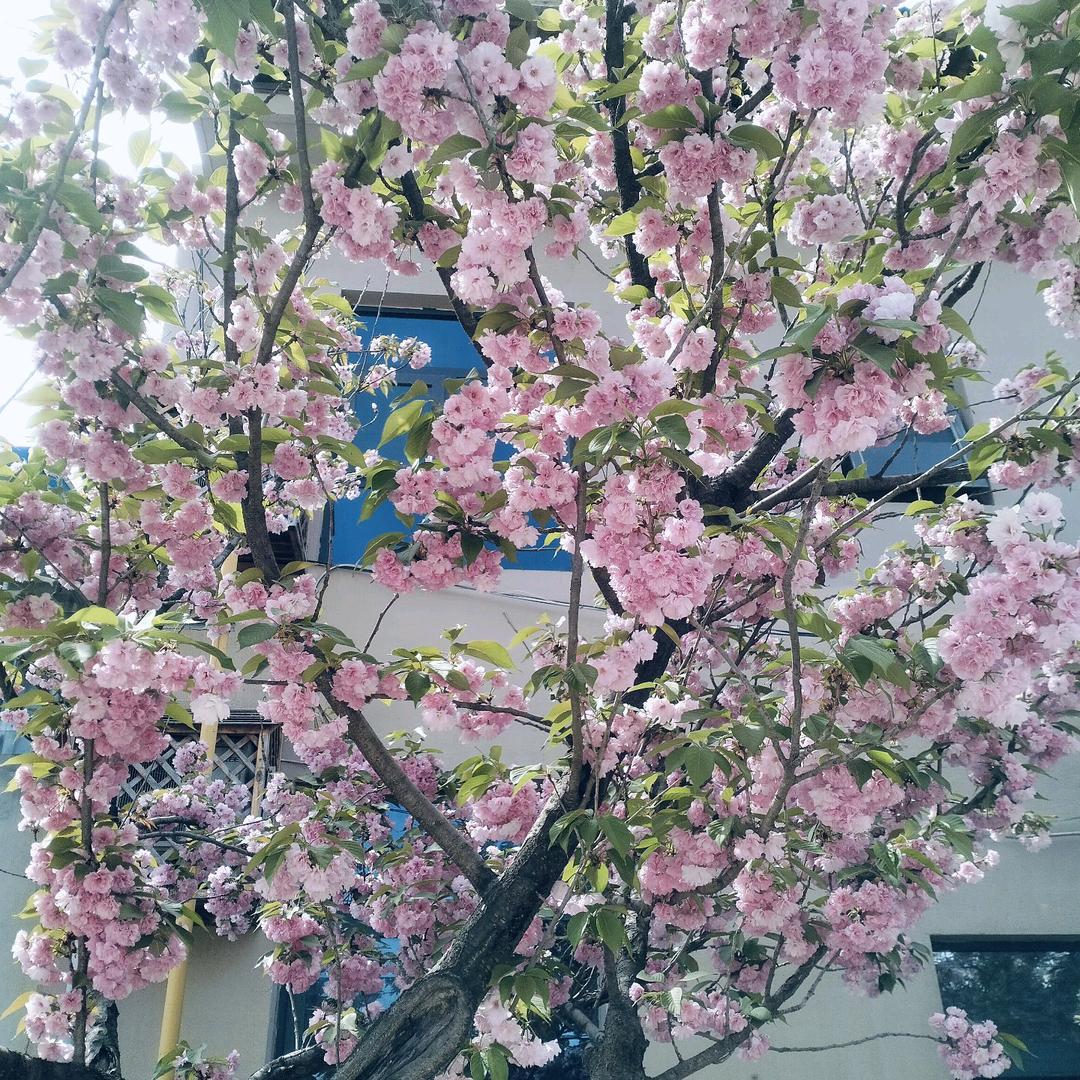 雪花飞舞