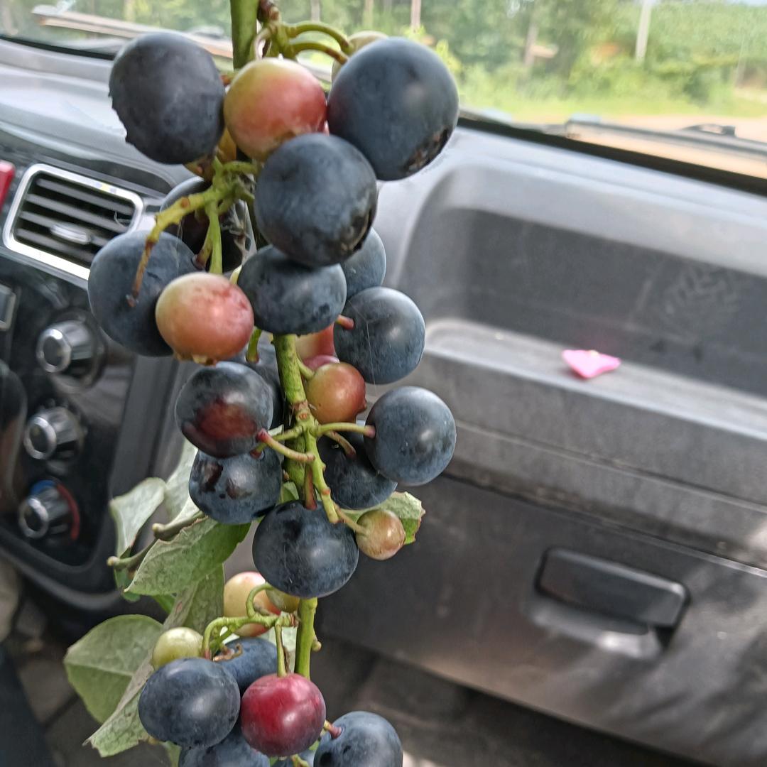 我不可以没有你