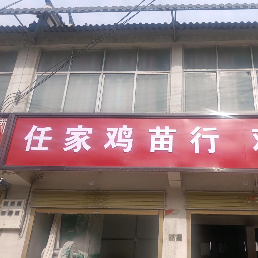 任家鸡苗行