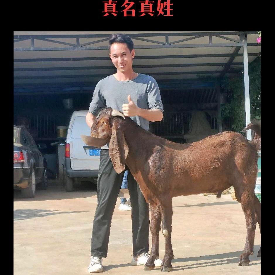 何天龙
