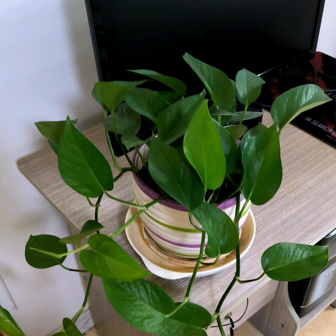 祖国遍地是阳光