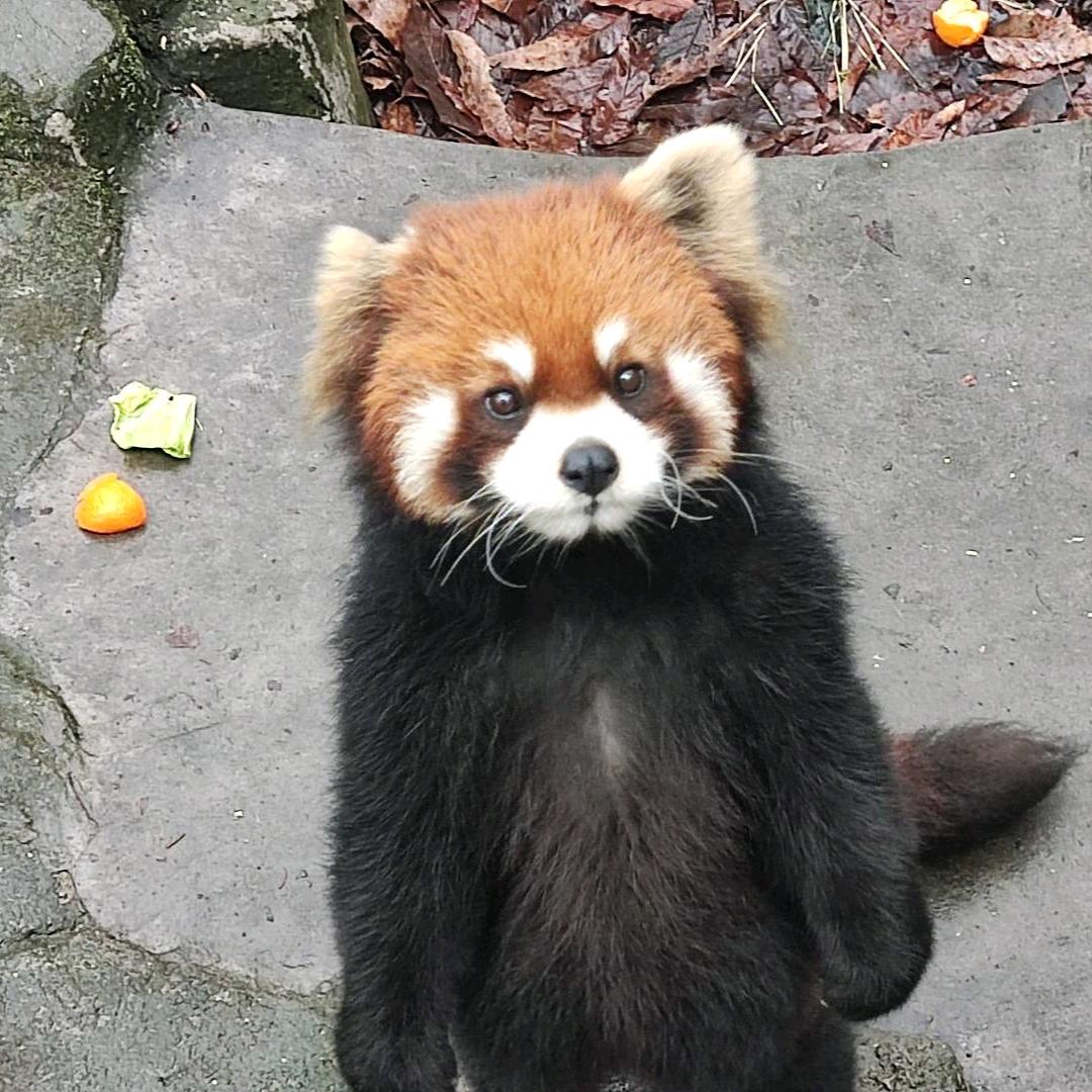猪猪清
