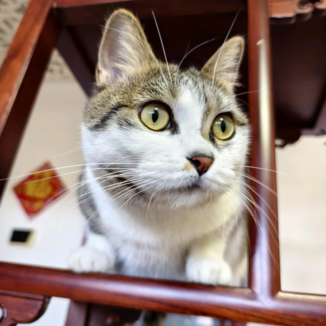 可盐可甜的猫🐱
