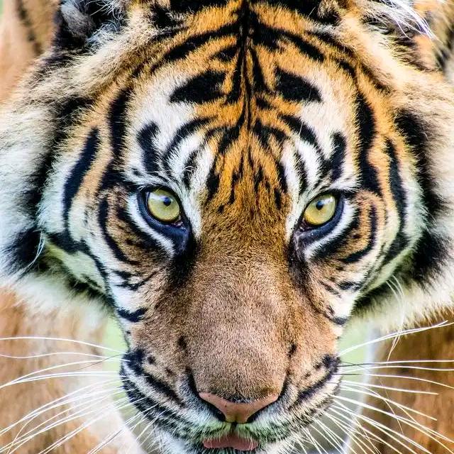 老🐯歌