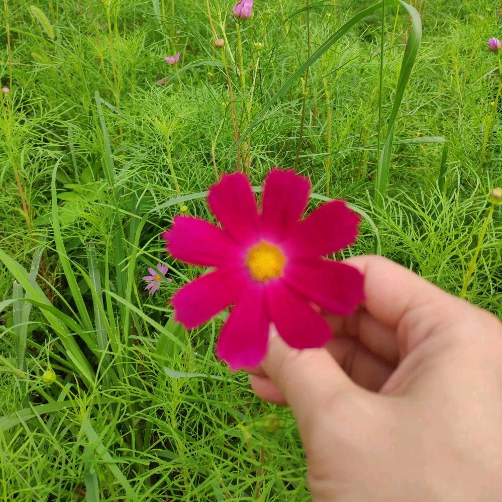 ❤️平常心❤️