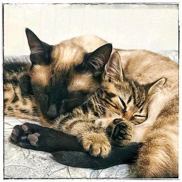 气球与波妞的快乐猫生