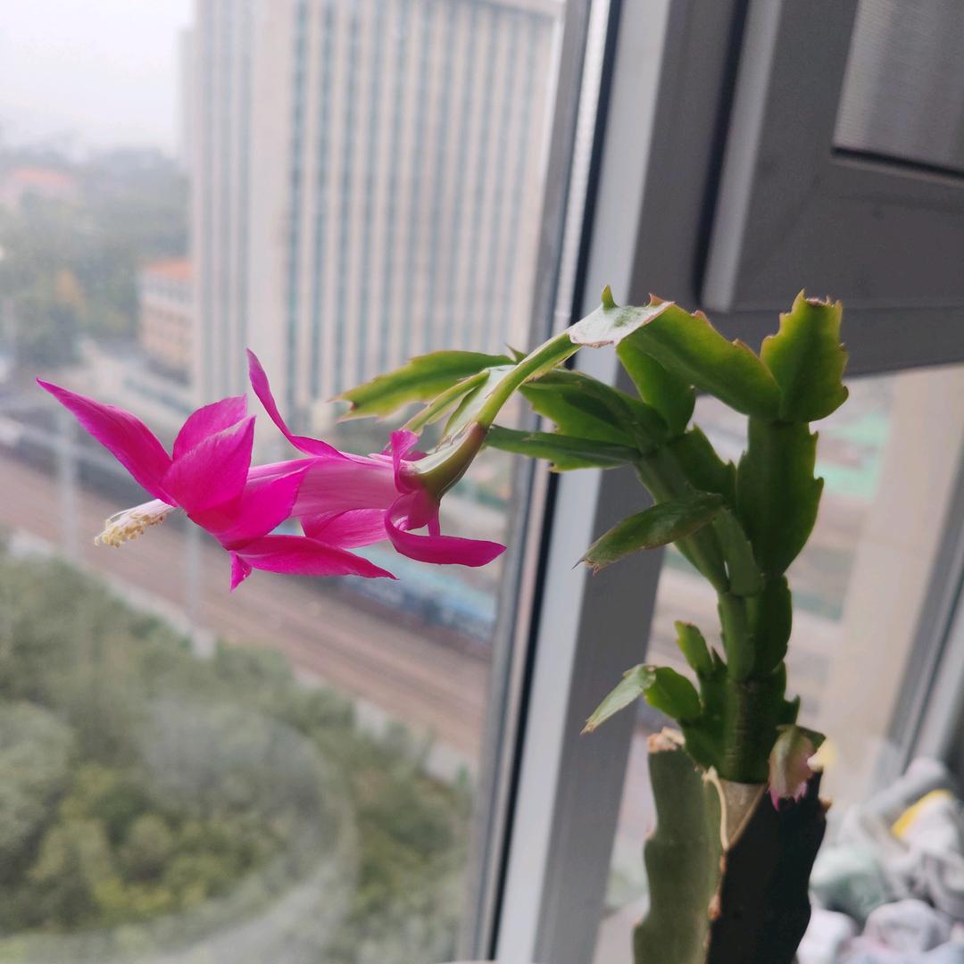 自度