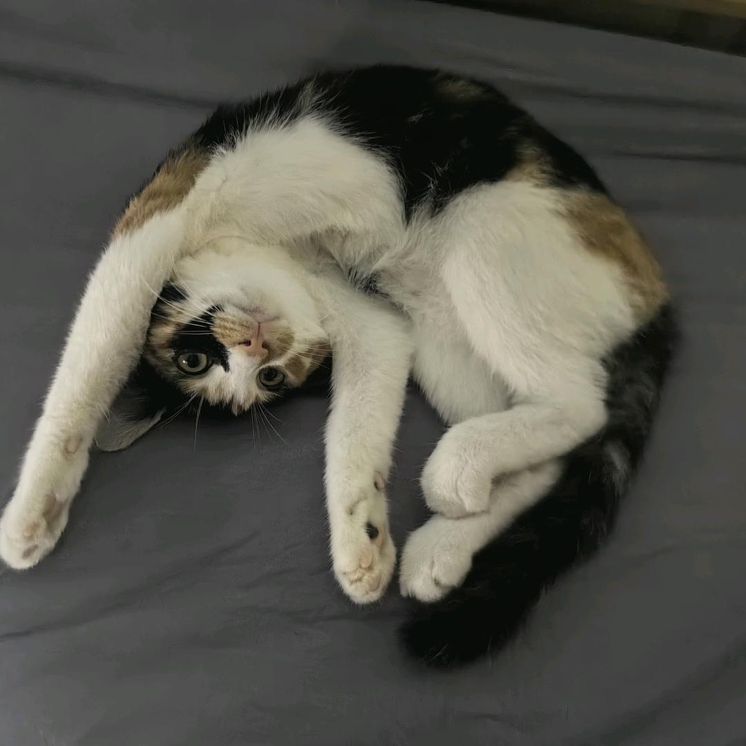 (°∀°)小话痨花