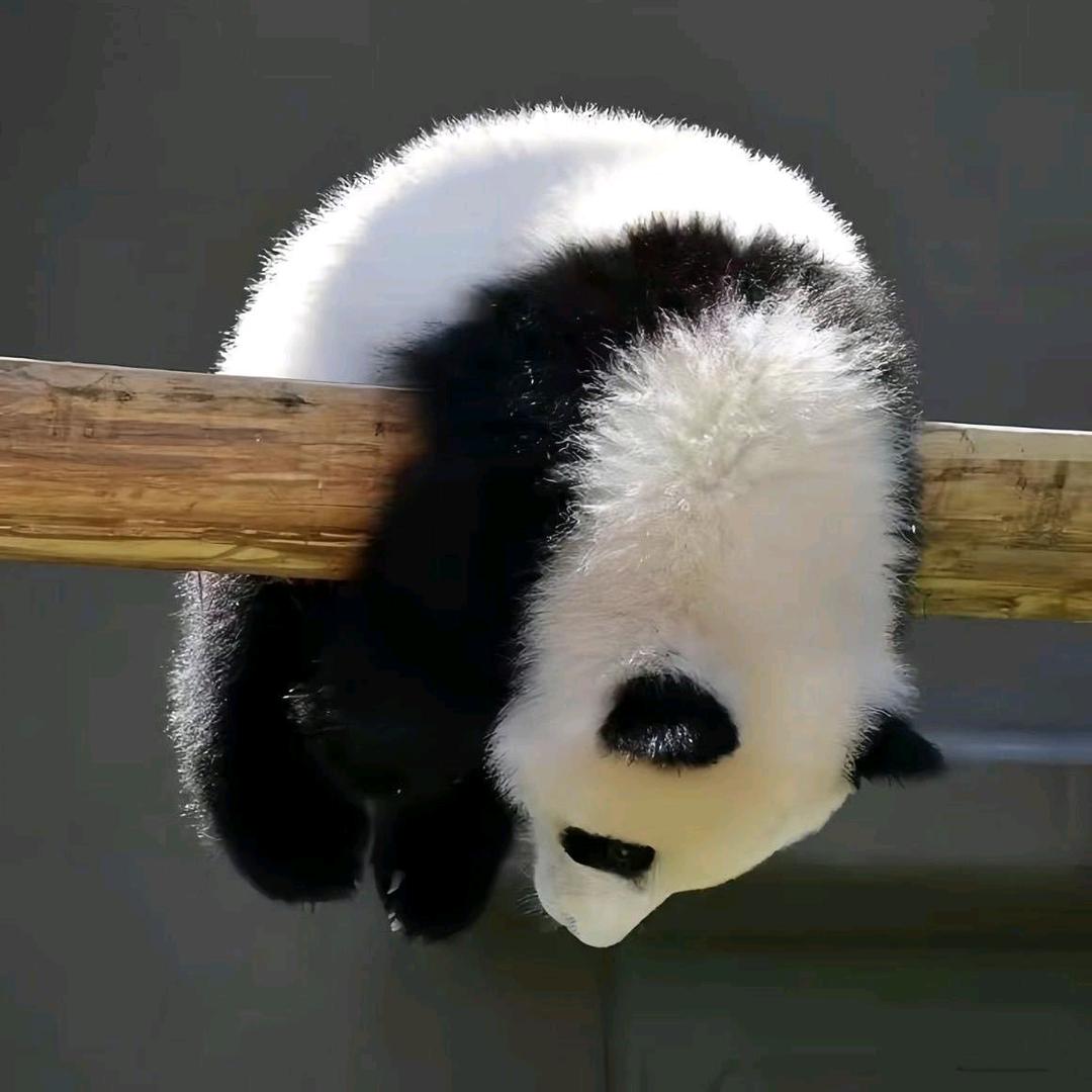 幻景如枫