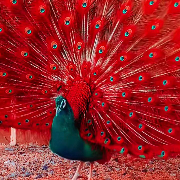 清新