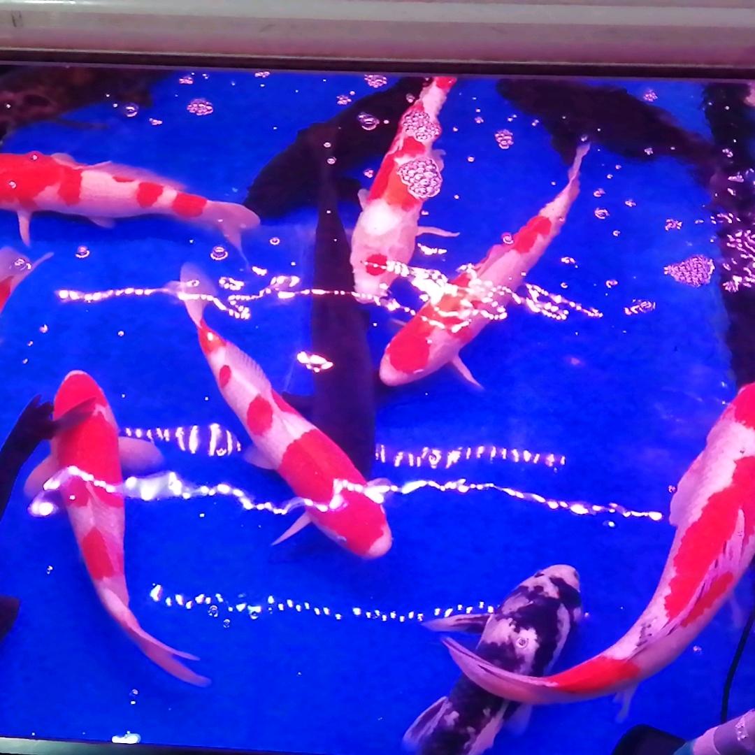 翠花酸菜火锅