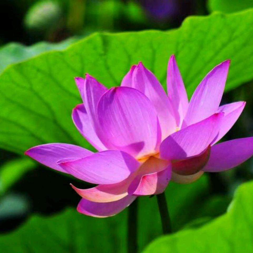 玫瑰花