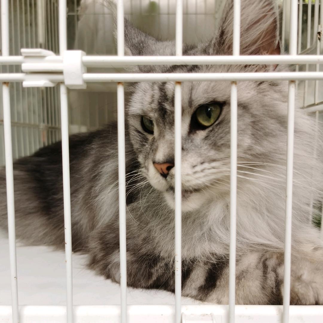 唱歌主播甜豆Oliviaaa的人