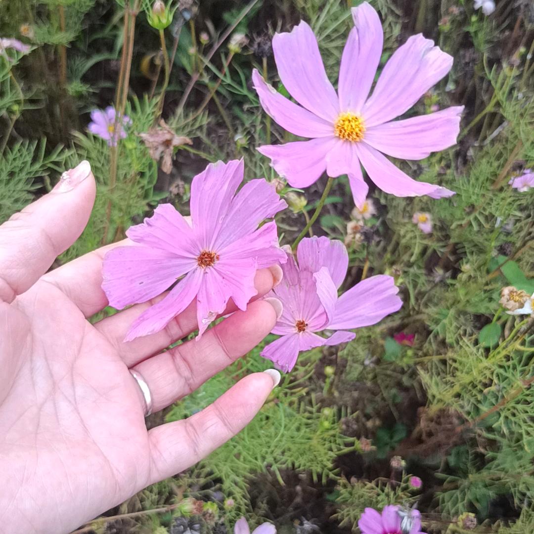 岁月安然
