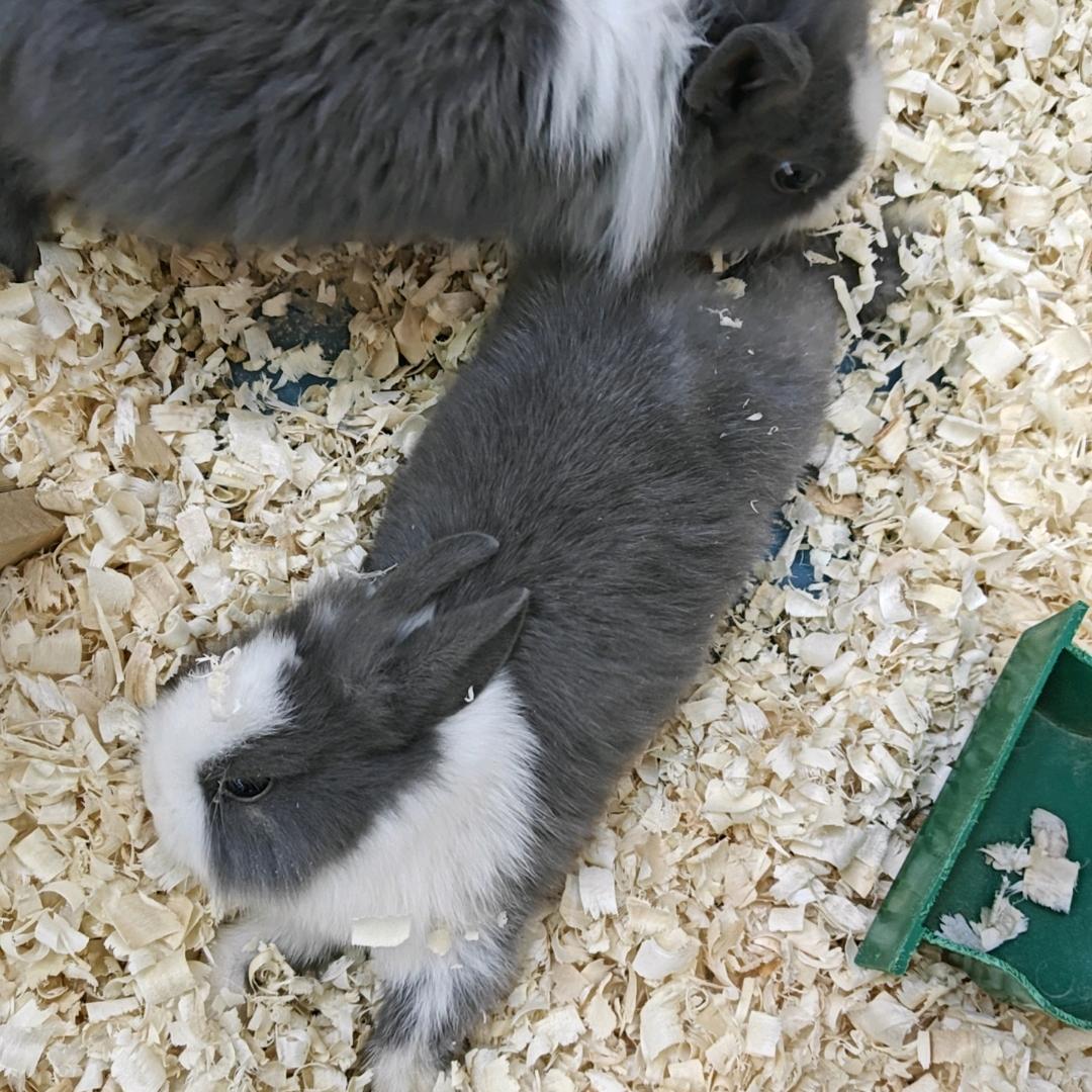 爱吃蜂蜜的熊二