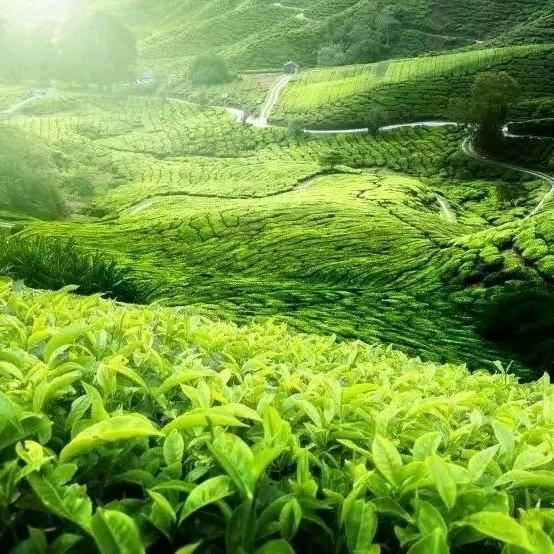 小号，母夜叉