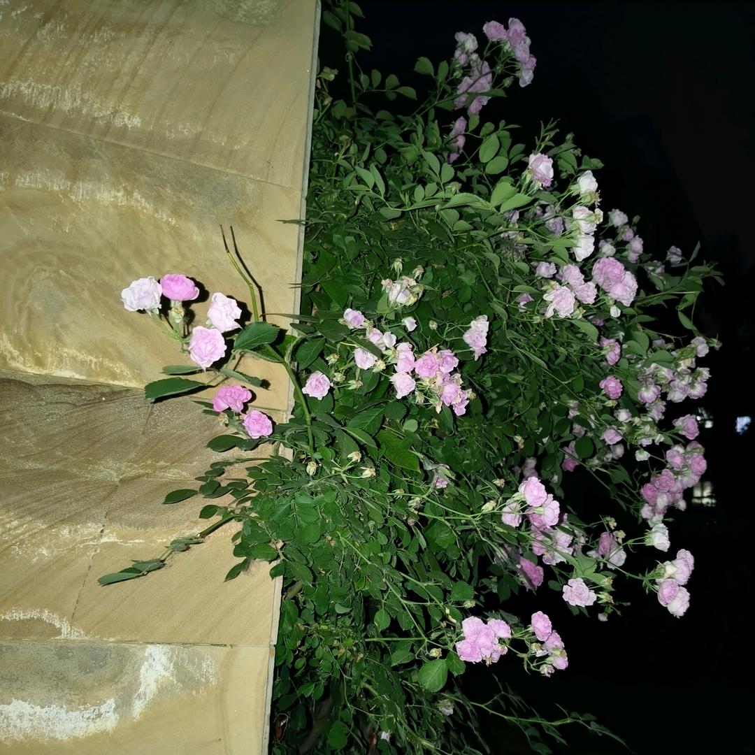 空心菜