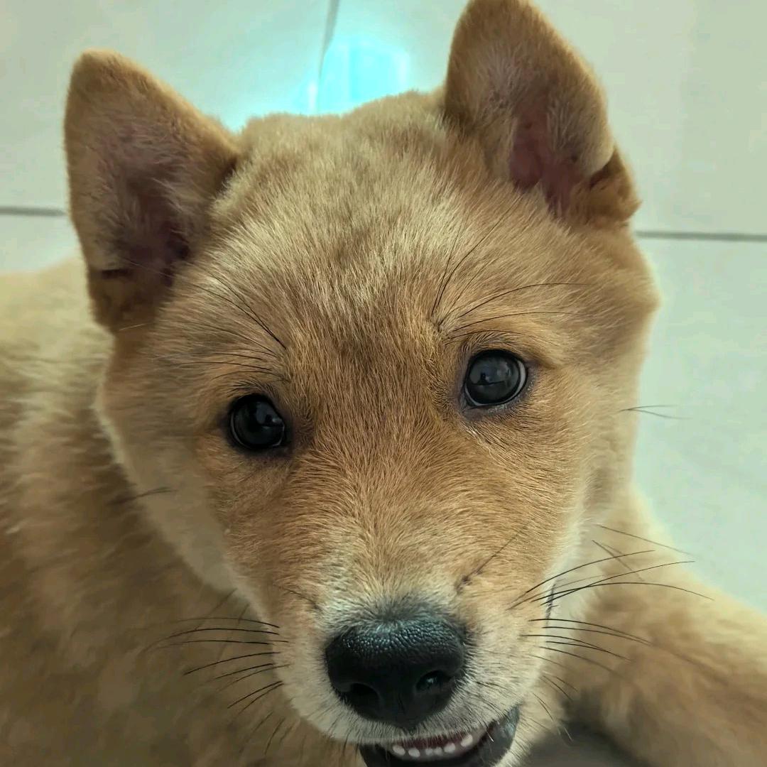 阿尧养土狗