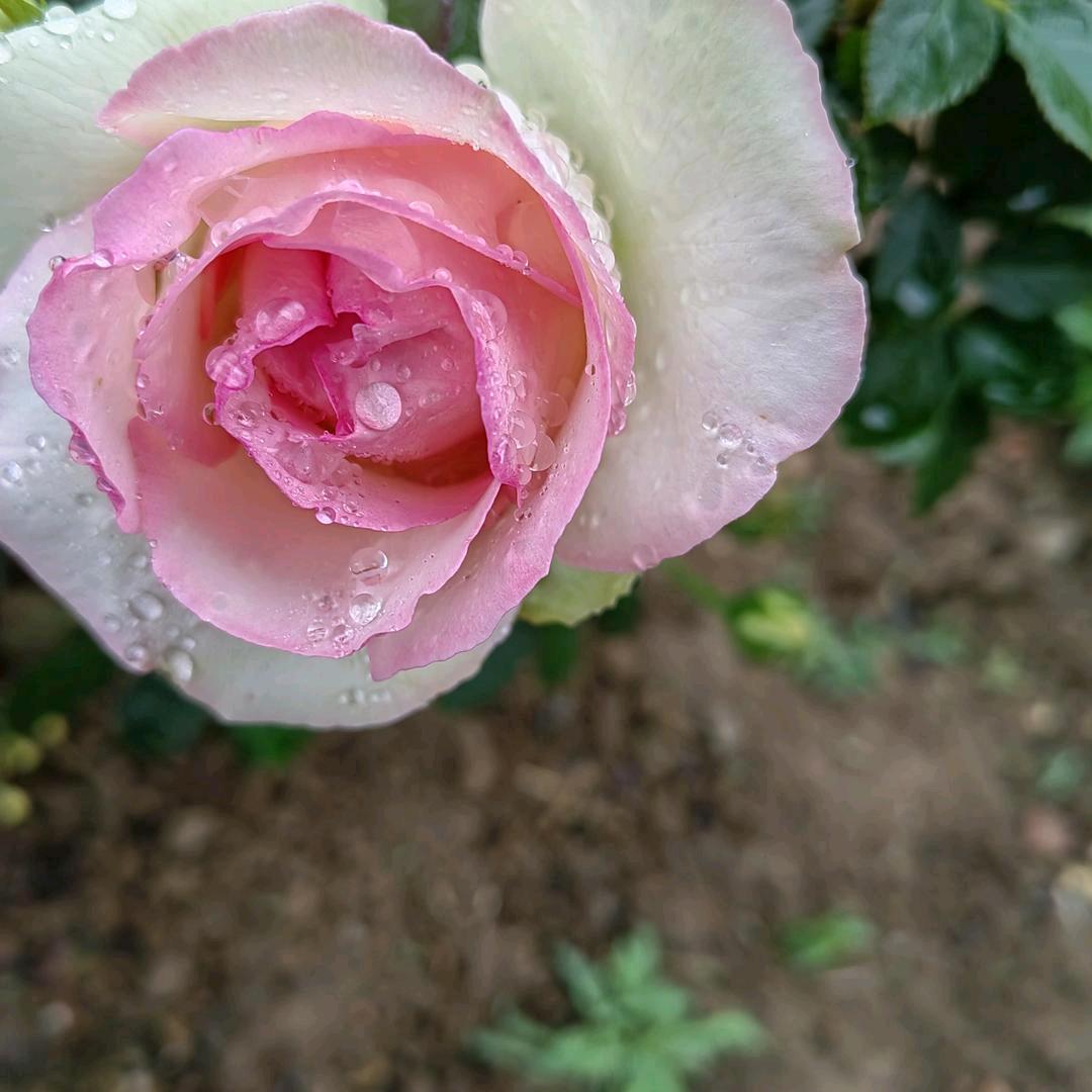 春天的光芒
