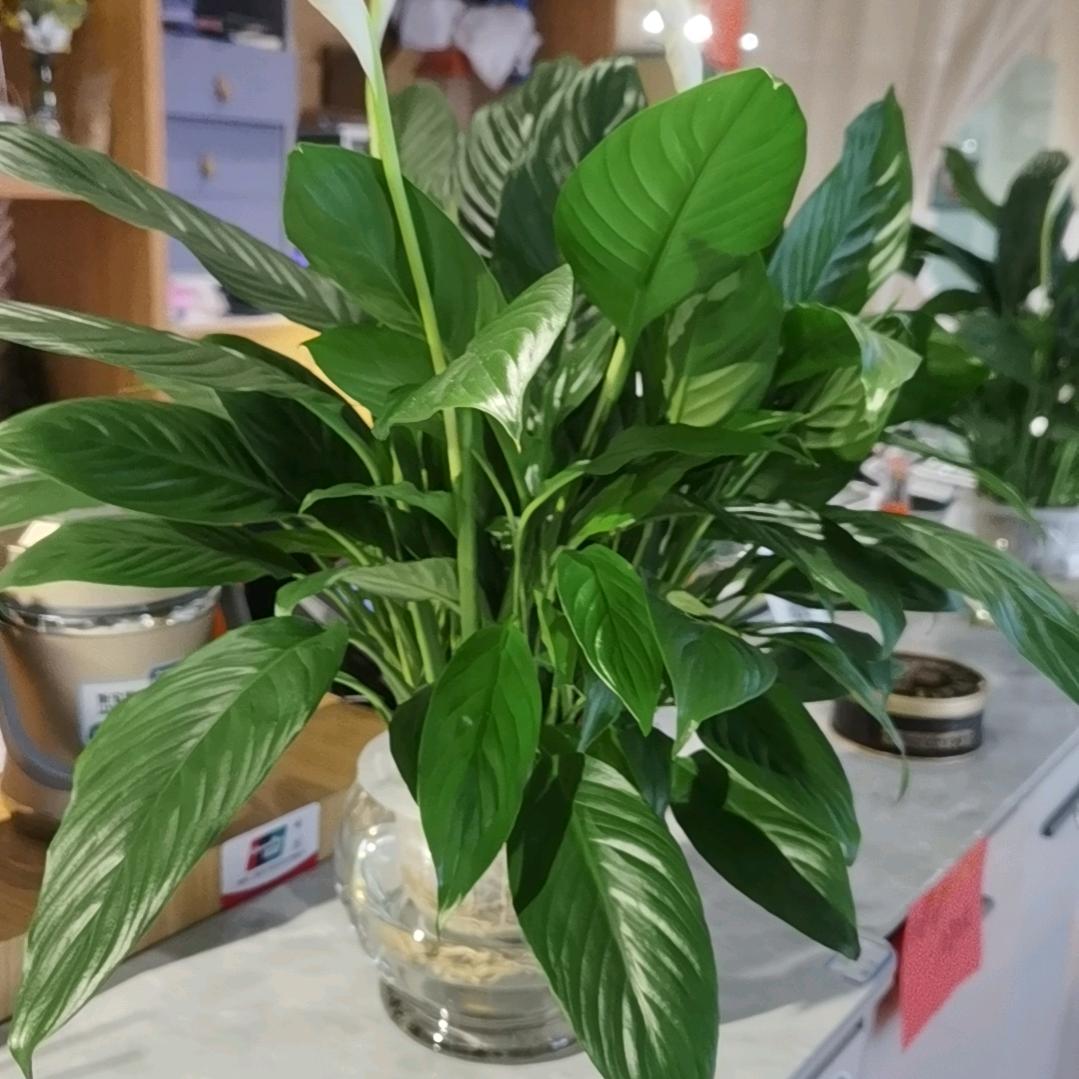 一缕阳光陈