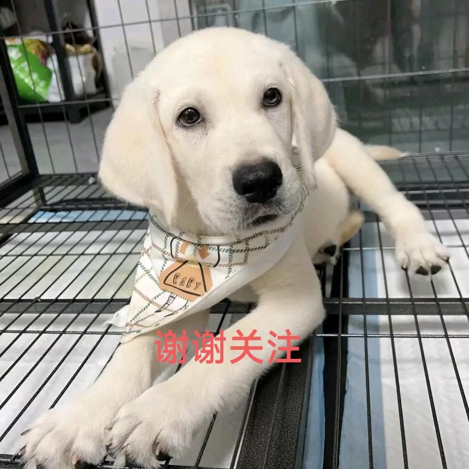 @萌宠优选🐶