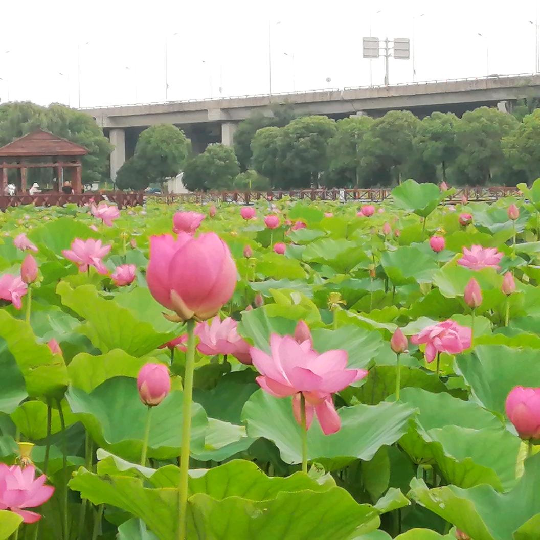 四海游龙