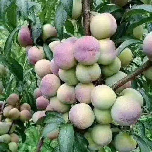 优诚良园水果优选