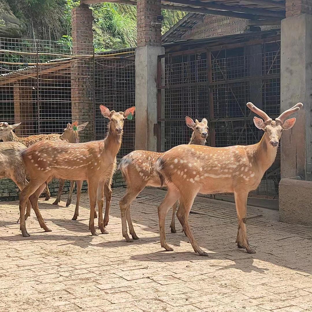 梦兴祥梅花鹿产品