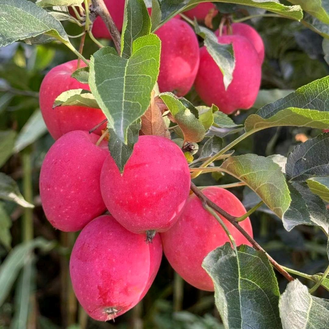 东北姑娘特产小铺