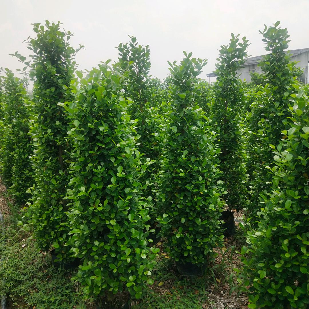 火山榕种植基地，