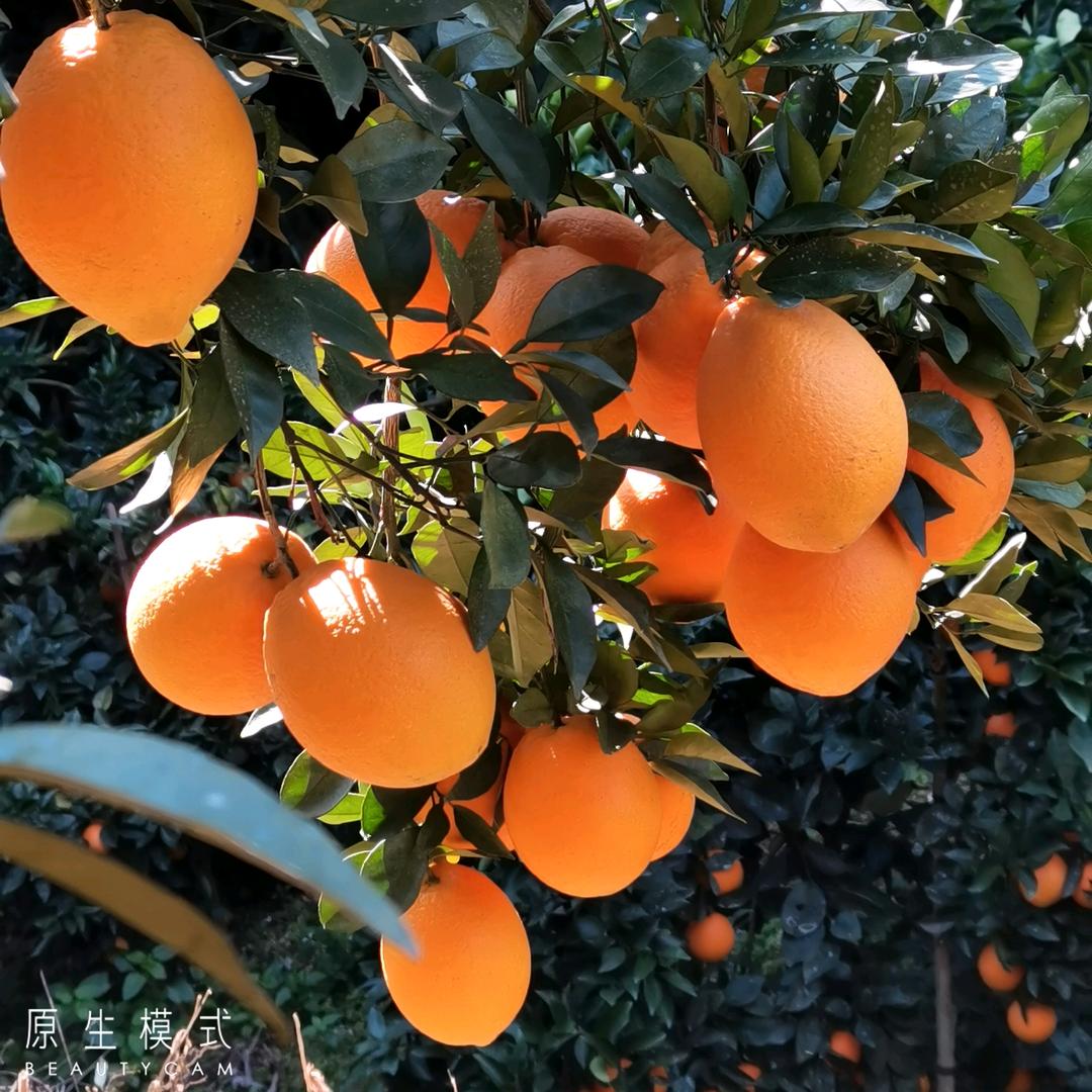 华哥高山脐橙园