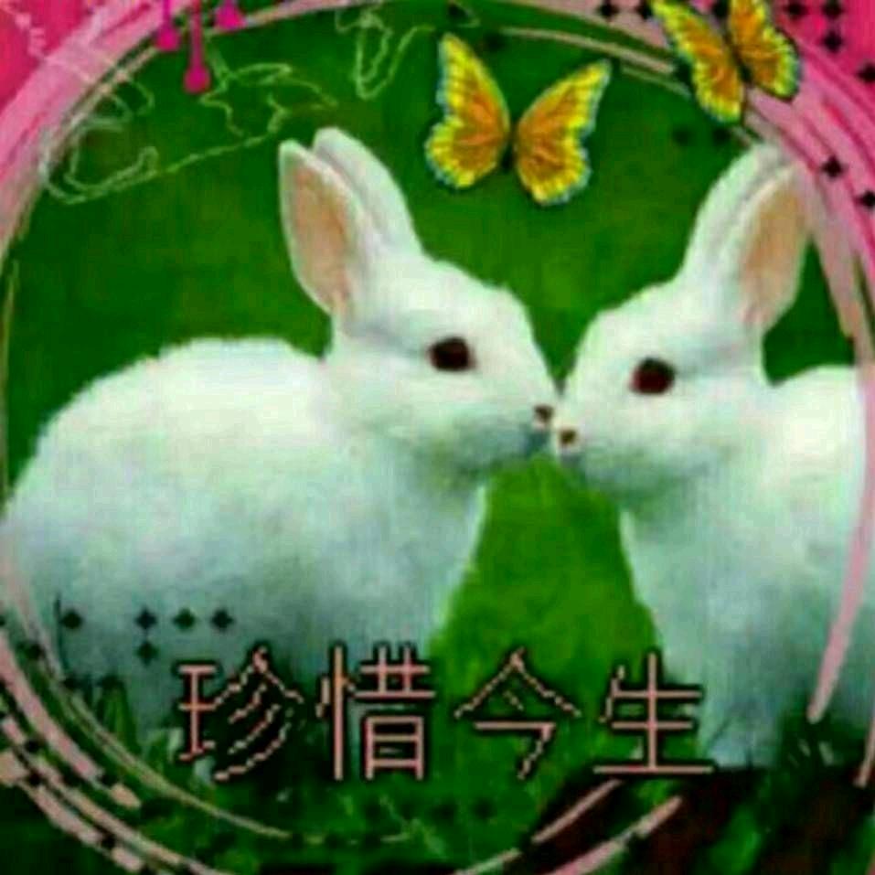 ❤幸福兔兔❤