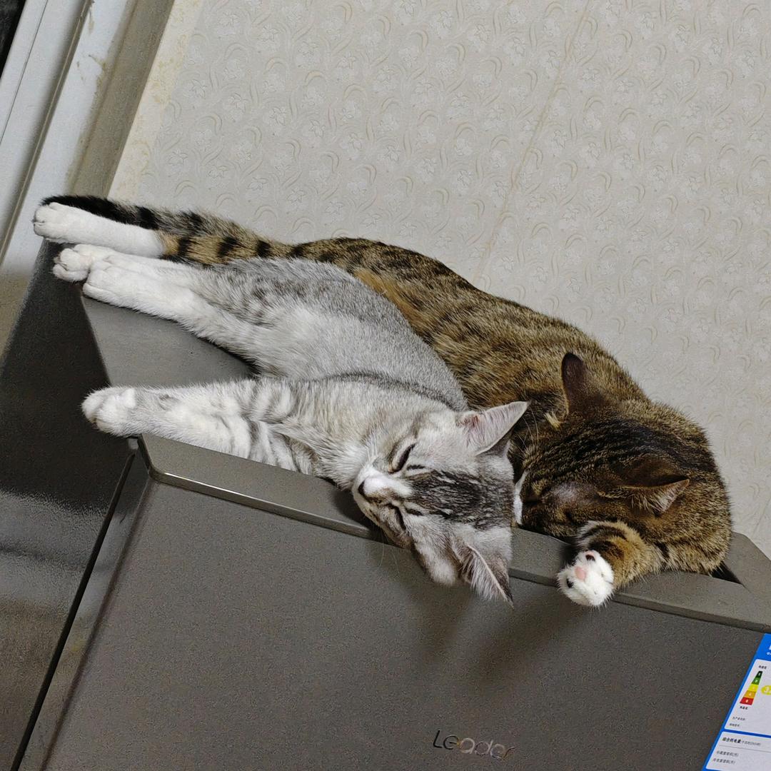 脑袋困掉le
