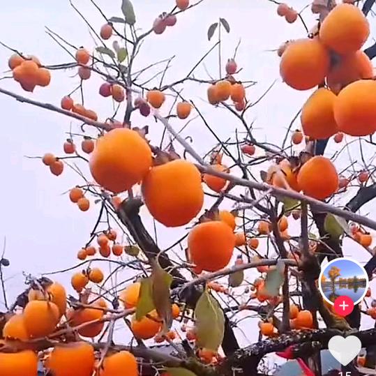 芳草地