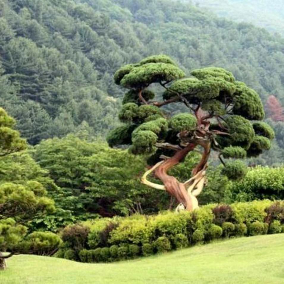 鹏泽