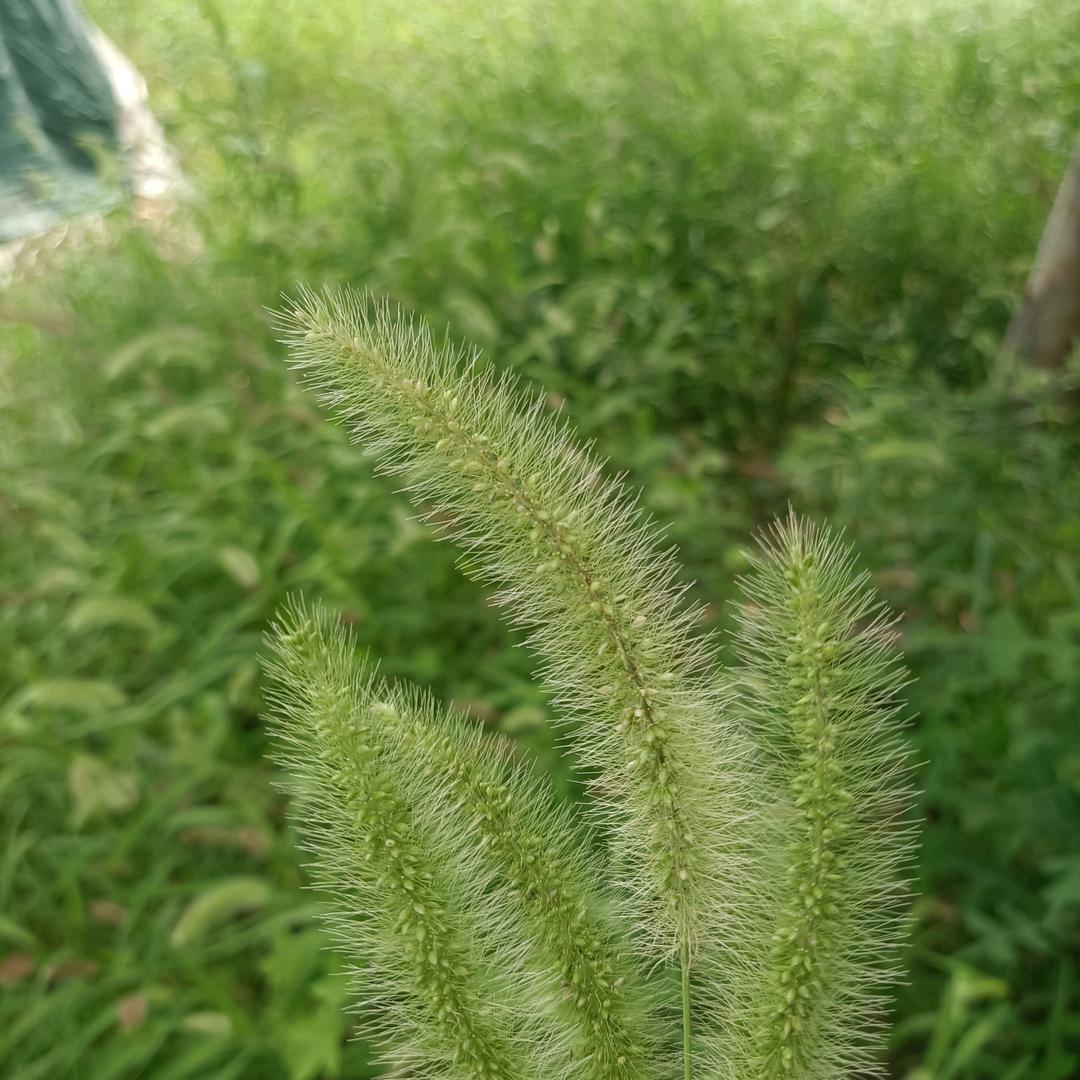 春暖花开