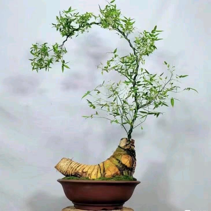 轩轩小筑盆景