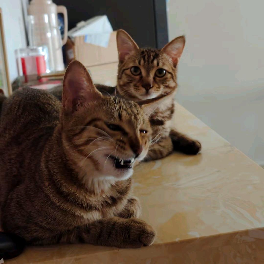 两只猫