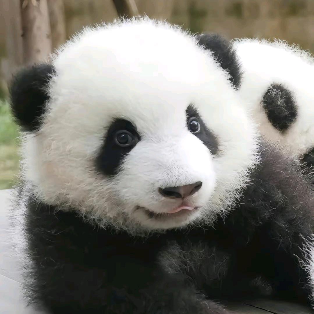 想唱就唱(萌兰)
