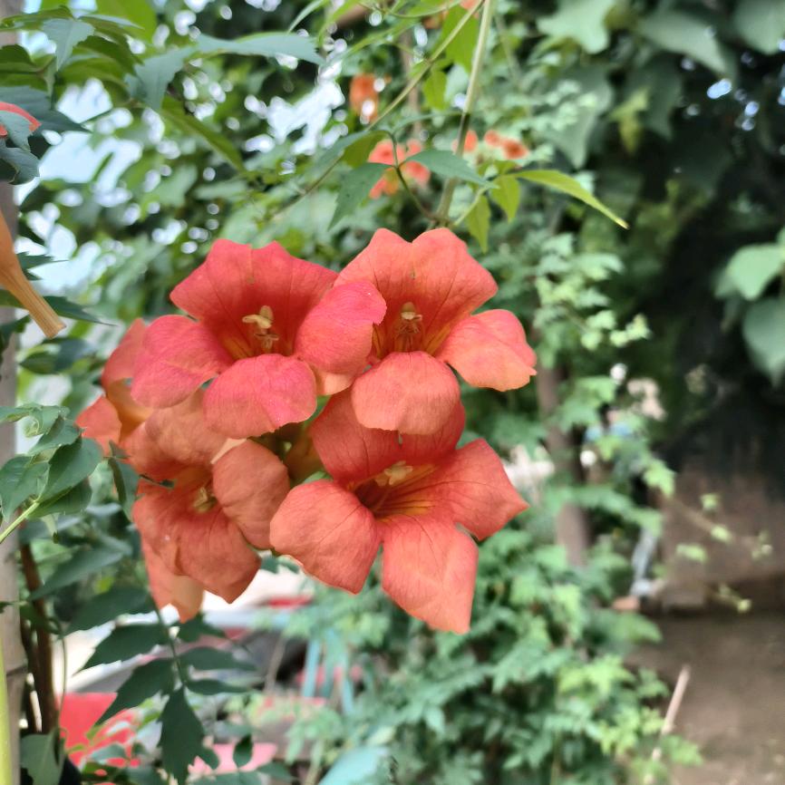 平安，健康就好🌻🌻🌻🌻