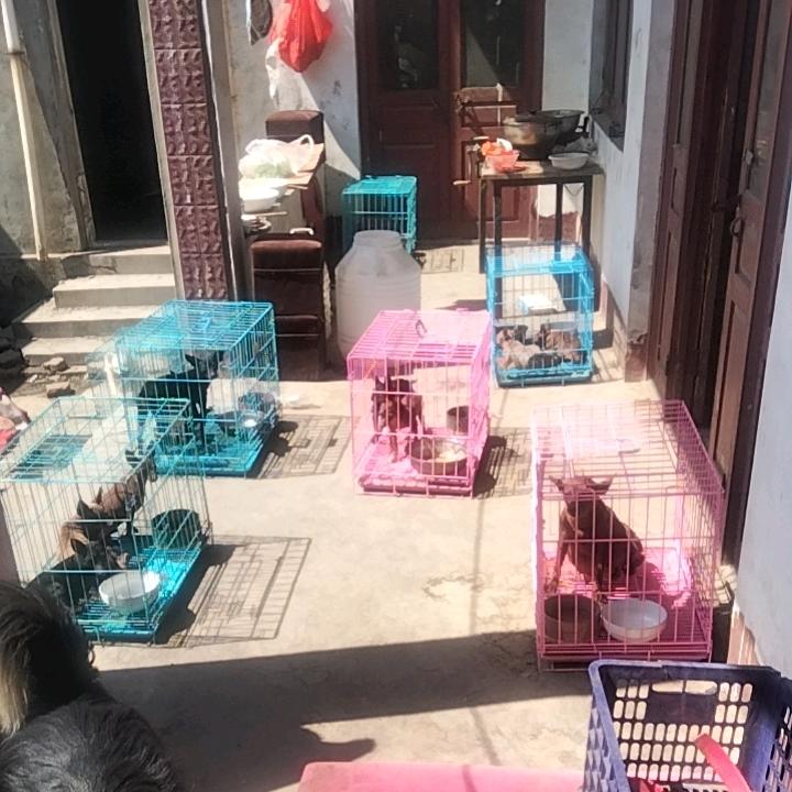 萌宠小鹿犬