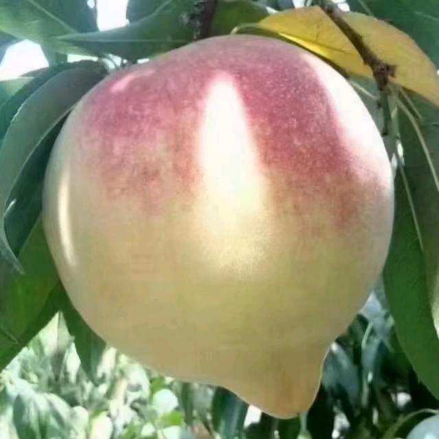 深州蜜桃哥